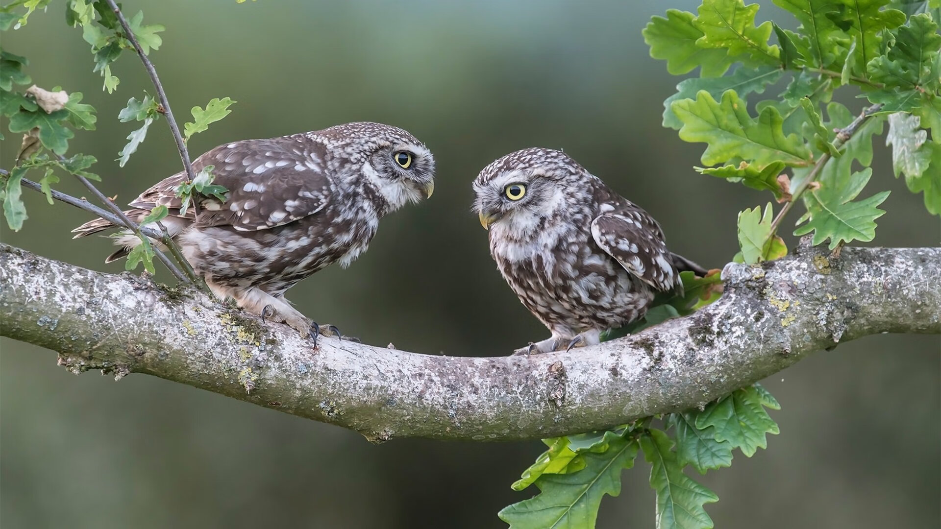 美国队未来潜力:如何利用青训体系提升整体实力,美国青年队