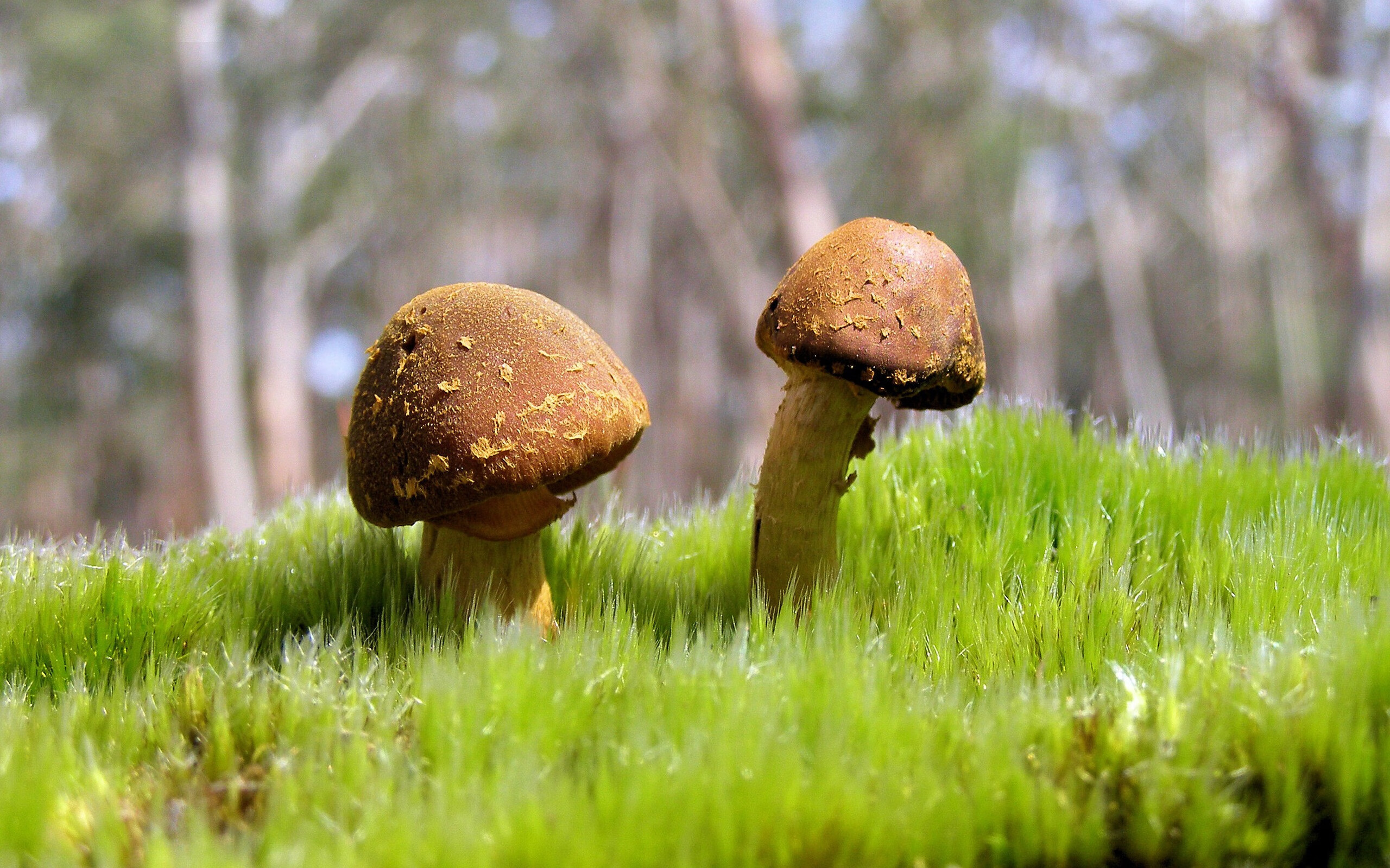 世界杯技术盛宴:助攻、头球、远射,每一幕都惊艳,世界杯专用球