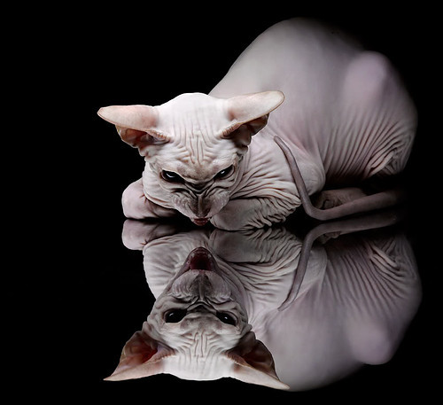 中国女排再夺冠军奥运会,中国女排,奥运会