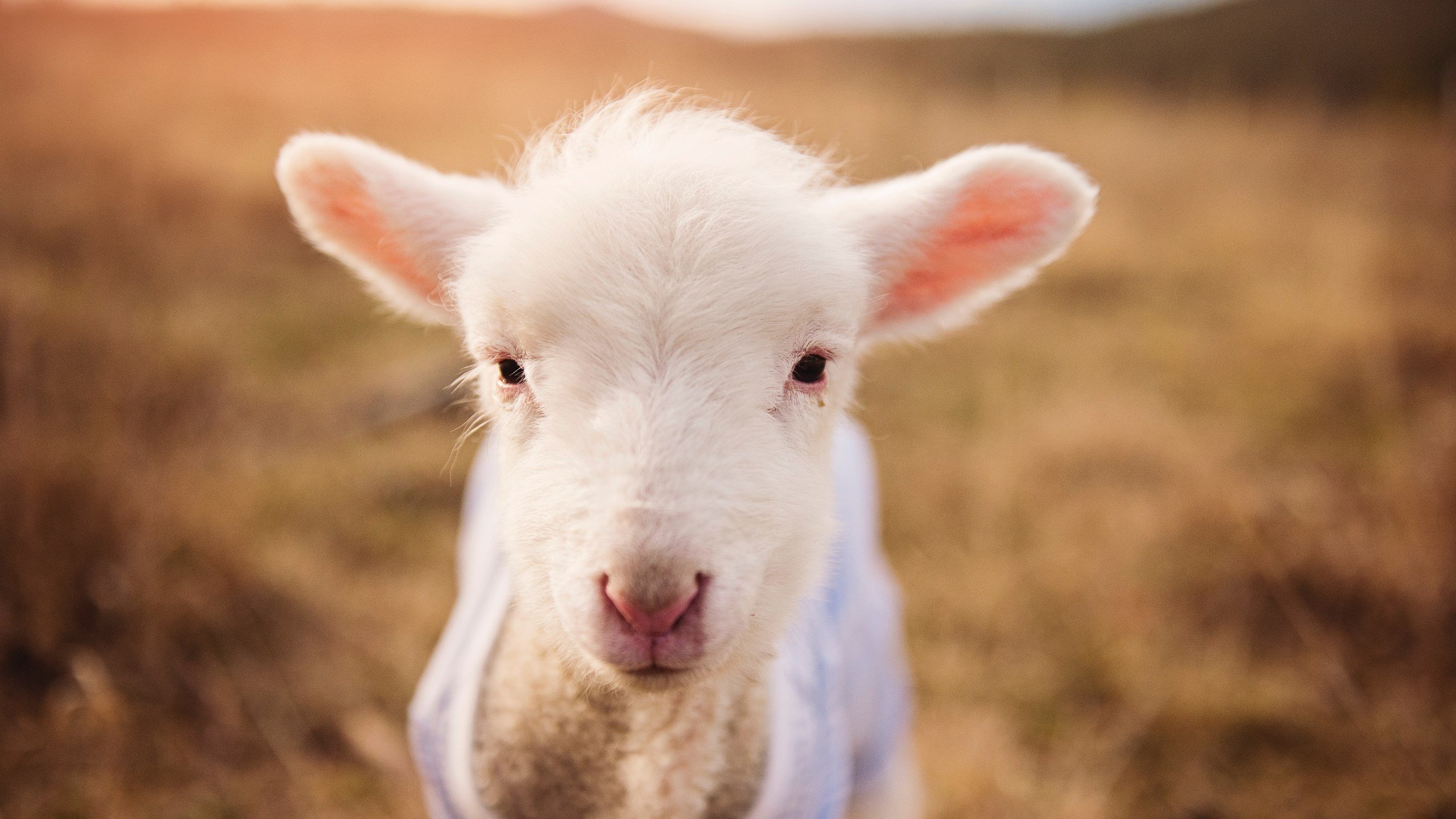 乌拉圭队士气高昂，期待在国际舞台再创佳绩