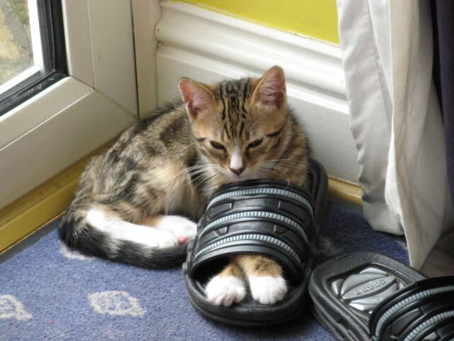 mk体育官网-吉尔吉斯斯坦蝶泳选手节奏精准有力，吉尔吉斯坦摔跤手