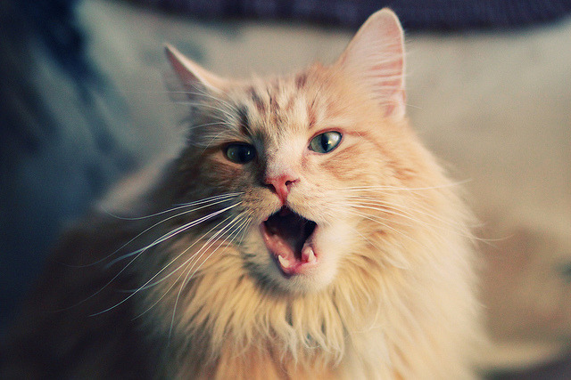 德甲迅猛攻防：节奏快，精彩无限！，迅猛突击