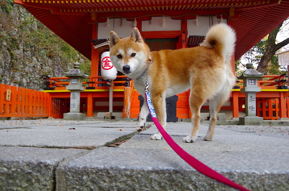 掘金主场优势显现全队化学反应良好,掘金主场是高原吗