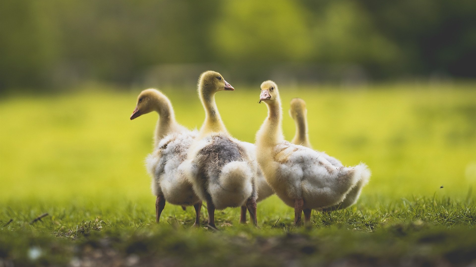 芬兰男篮在欧洲锦标赛中表现出色，夺取宝贵奖牌