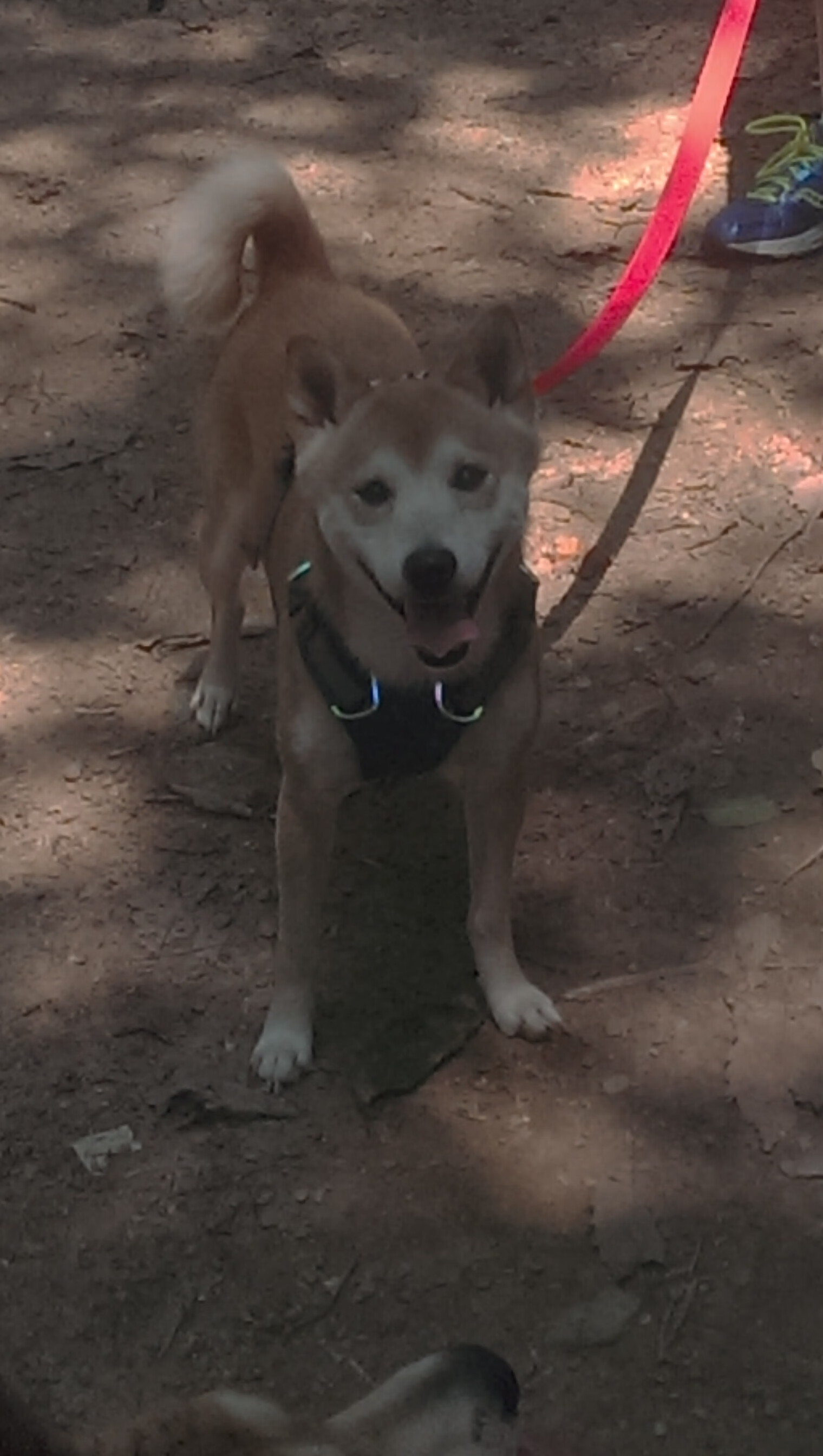 mk体育app-莱索托男篮在非洲赛场中谋求突破，电视关注度不断提升