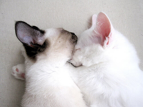 mk体育下载-青少年赛事吸引大量家长关注体育素养成为家庭教育新焦点，实施青少年体育活动促进计划培育青少年体育爱好