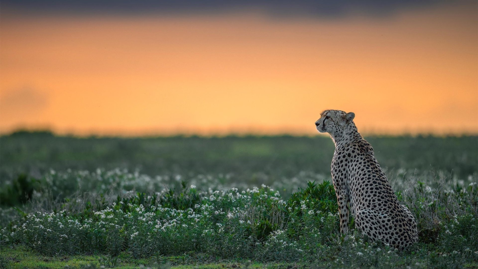 mk体育官网入口-中国正式阐明WTO特殊与差别待遇立场，中国wto的作用和意义